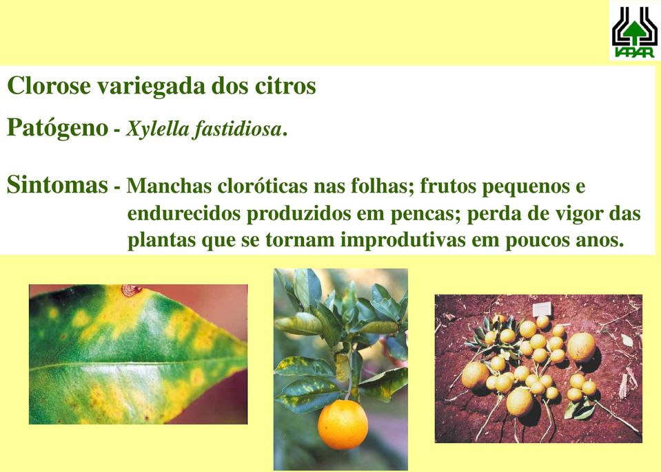 Sintomas - Manchas cloróticas nas folhas; frutos