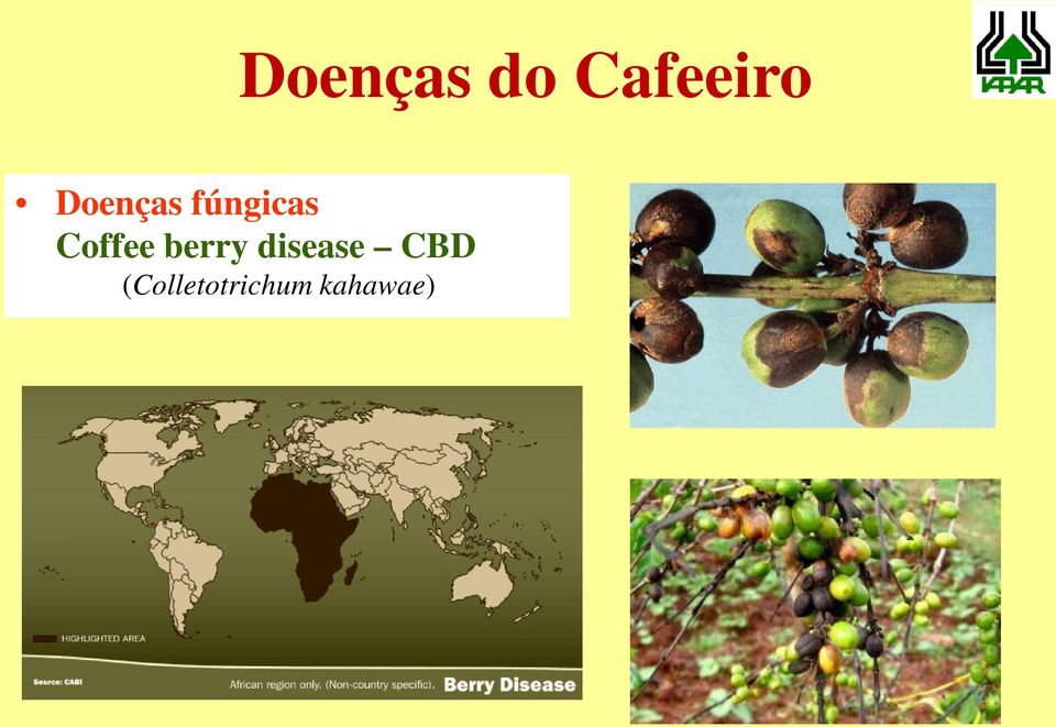 Coffee berry disease