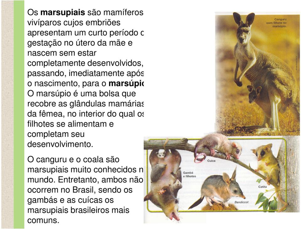 O marsúpio é uma bolsa que recobre as glândulas mamárias da fêmea, no interior do qual os filhotes se alimentam e completam seu