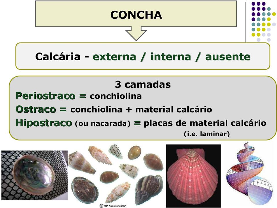 conchiolina + material calcário Hipostraco (ou