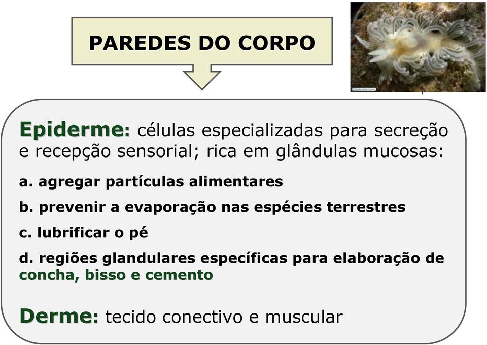 prevenir a evaporação nas espécies terrestres c. lubrificar o pé d.