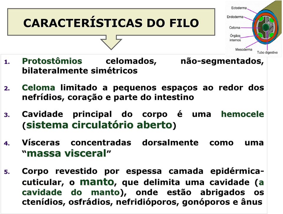 Cavidade principal do corpo é uma hemocele (sistema circulatório rio aberto) 4.