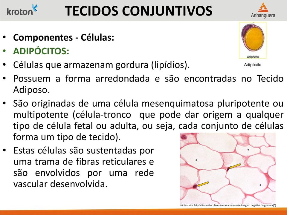 São originadas de uma célula mesenquimatosa pluripotente ou multipotente (célula-tronco que pode dar origem a qualquer