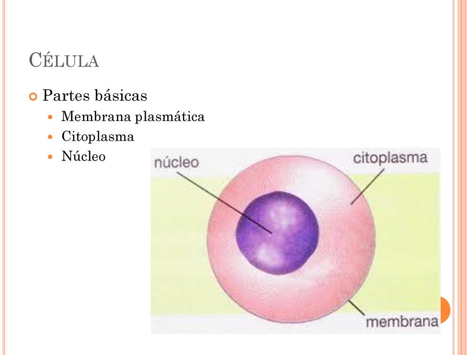 Membrana