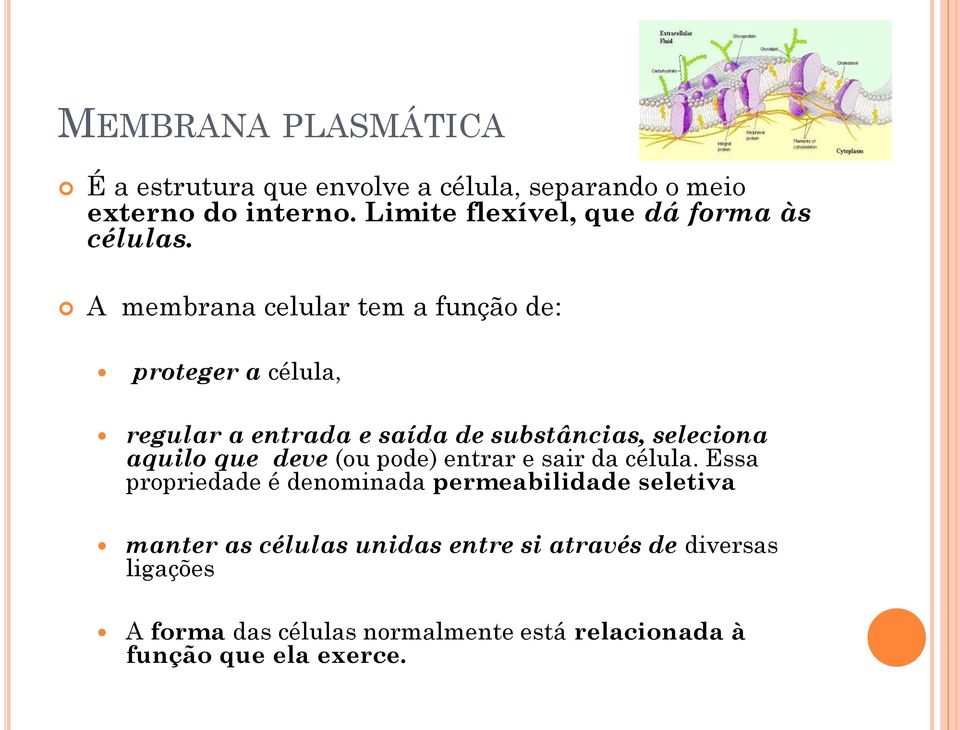 A membrana celular tem a função de: proteger a célula, regular a entrada e saída de substâncias, seleciona aquilo que