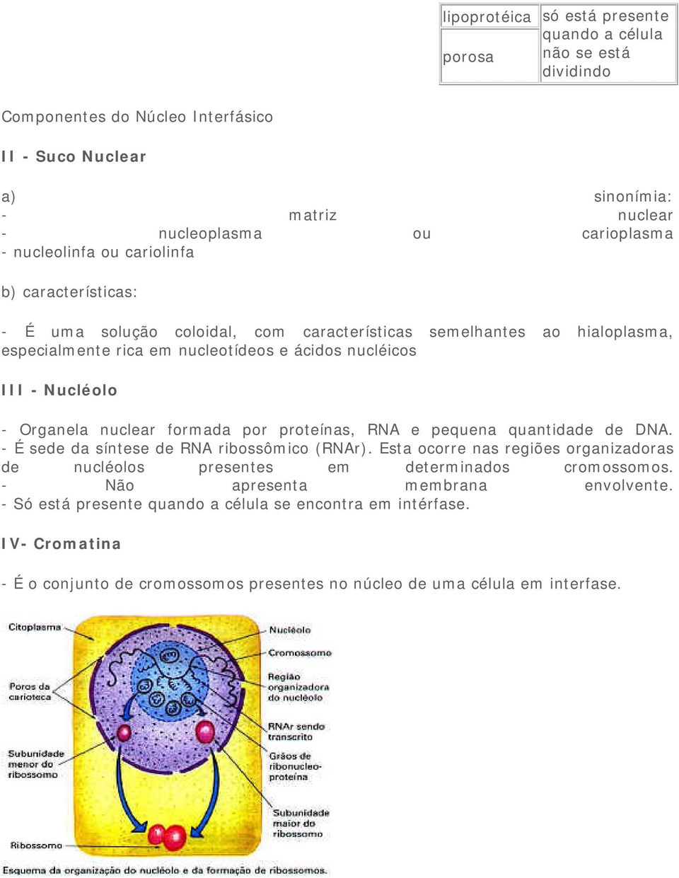 Organela nuclear formada por proteínas, RNA e pequena quantidade de DNA. - É sede da síntese de RNA ribossômico (RNAr).