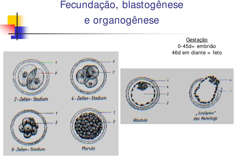 organogênese