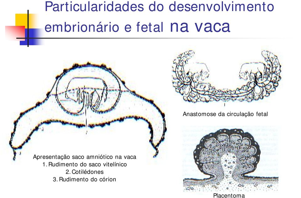 Apresentação saco amniótico na vaca 1.