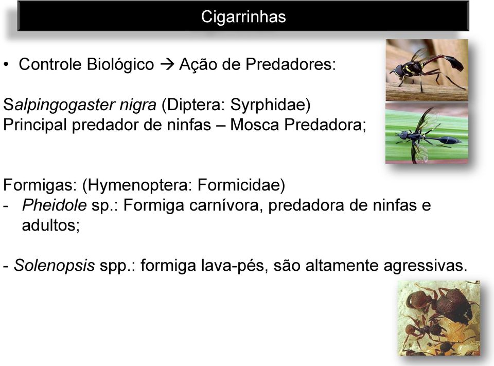 Formigas: (Hymenoptera: Formicidae) - Pheidole sp.
