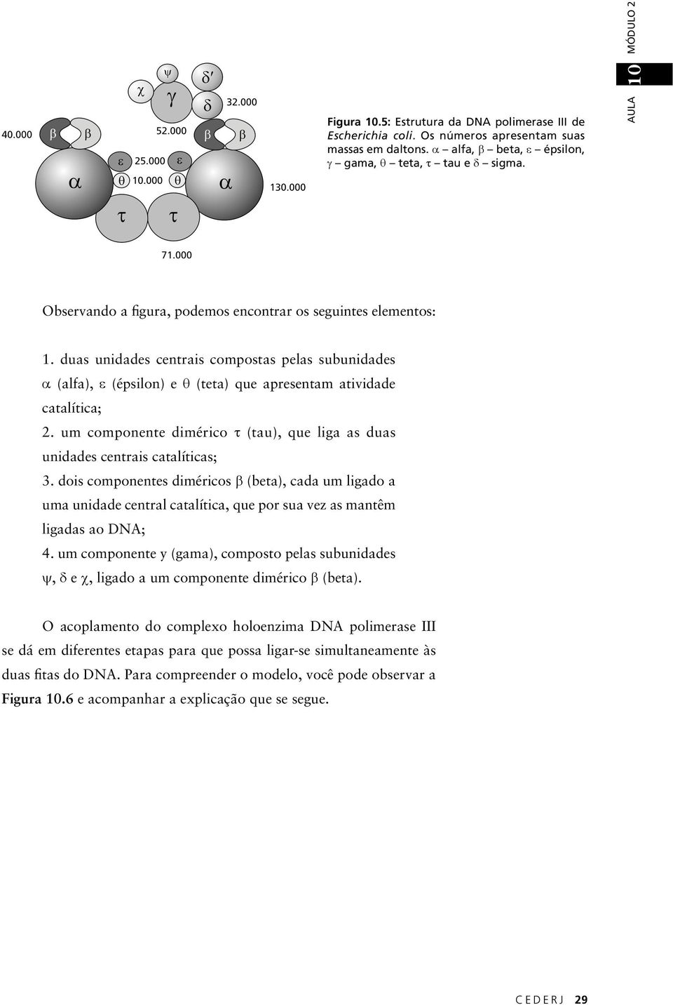 duas unidades centrais compostas pelas subunidades α (alfa), ε (épsilon) e θ (teta) que apresentam atividade catalítica; 2.