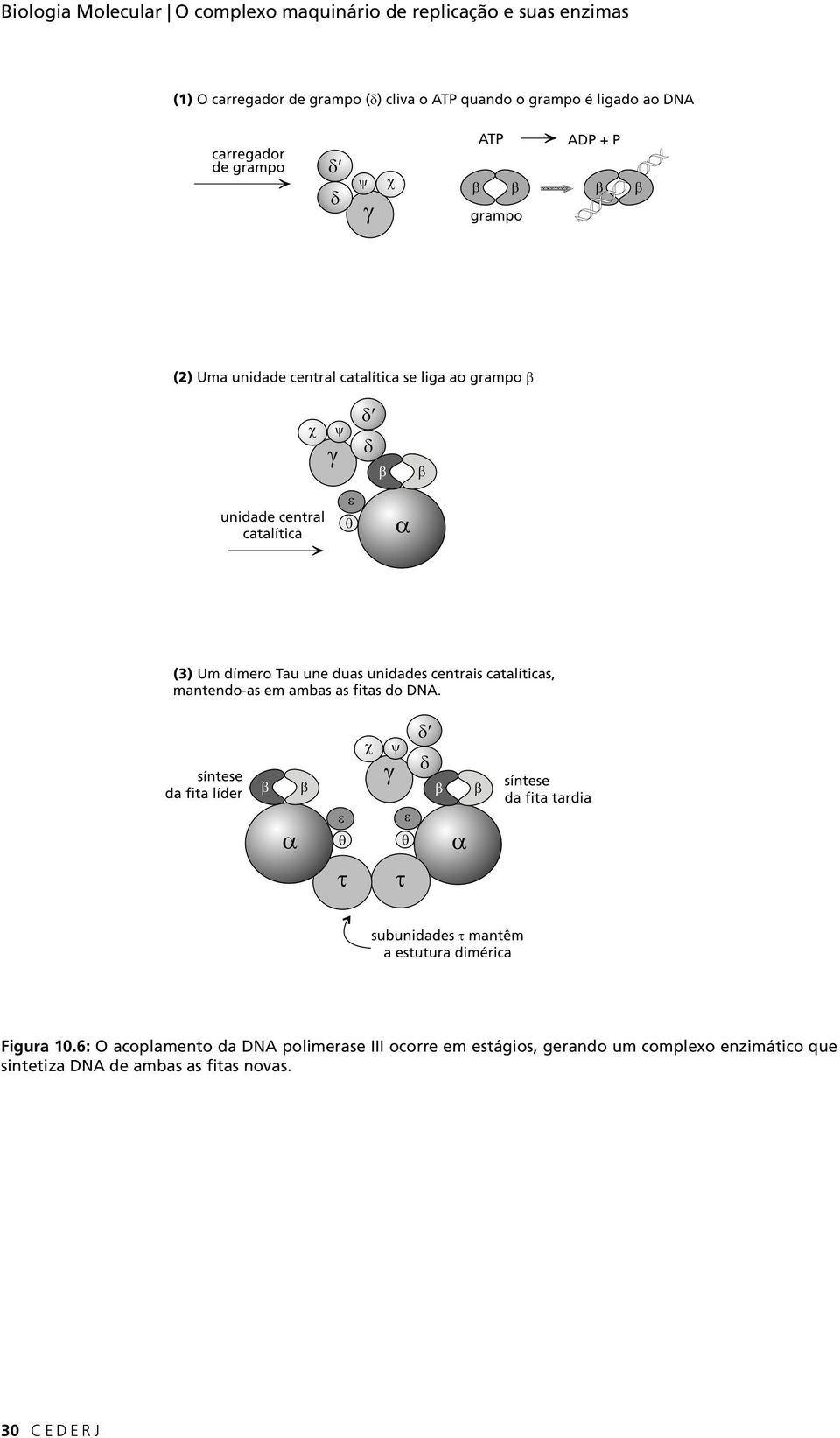 6: O acoplamento da DNA polimerase III ocorre em