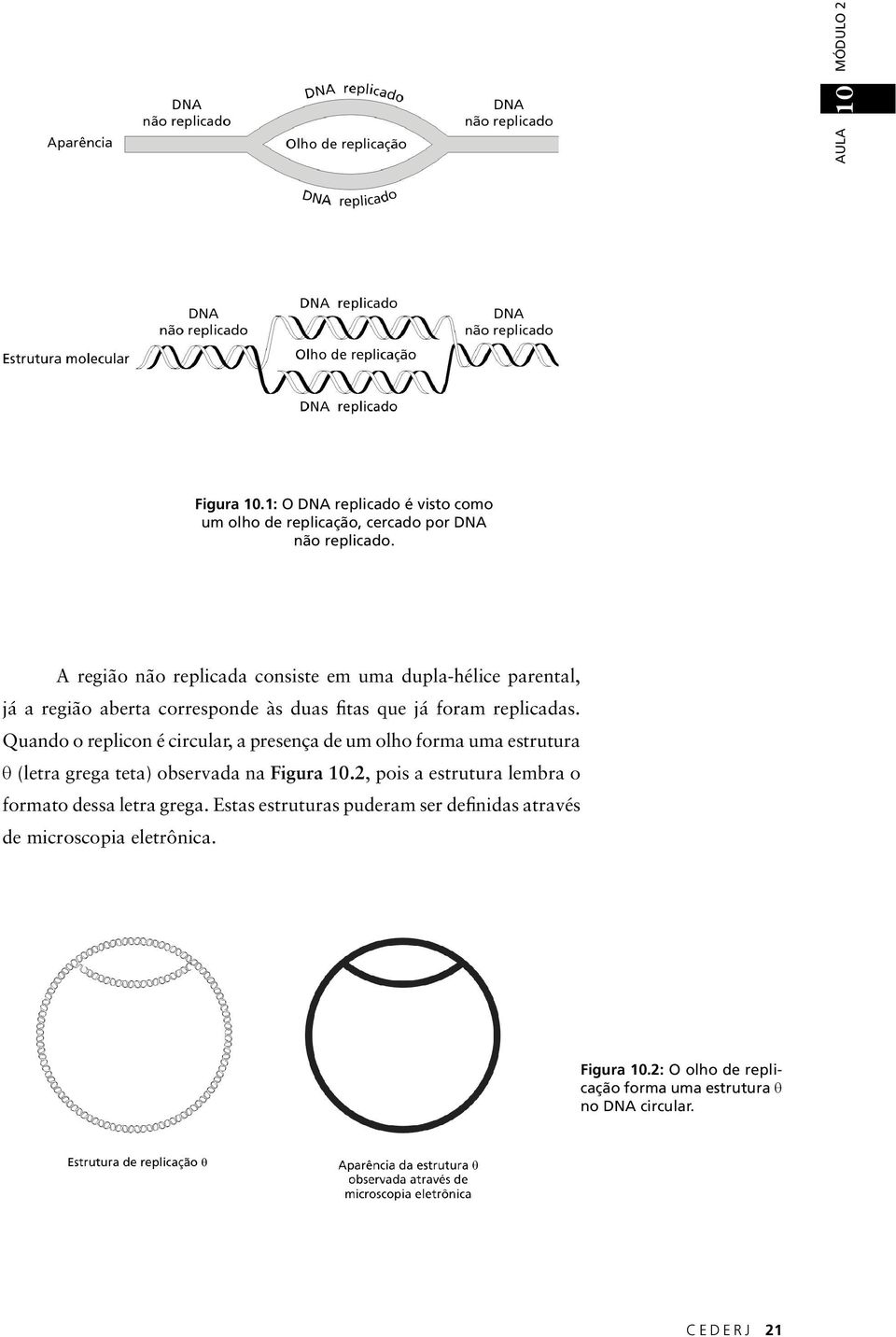 Quando o replicon é circular, a presença de um olho forma uma estrutura θ (letra grega teta) observada na Figura 10.