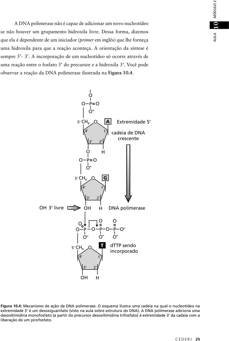 A incorporação de um nucleotídeo só ocorre através de uma reação entre o fosfato 5 do precursor e a hidroxila 3. Você pode observar a reação da DNA polimerase ilustrada na Figura 10.4.