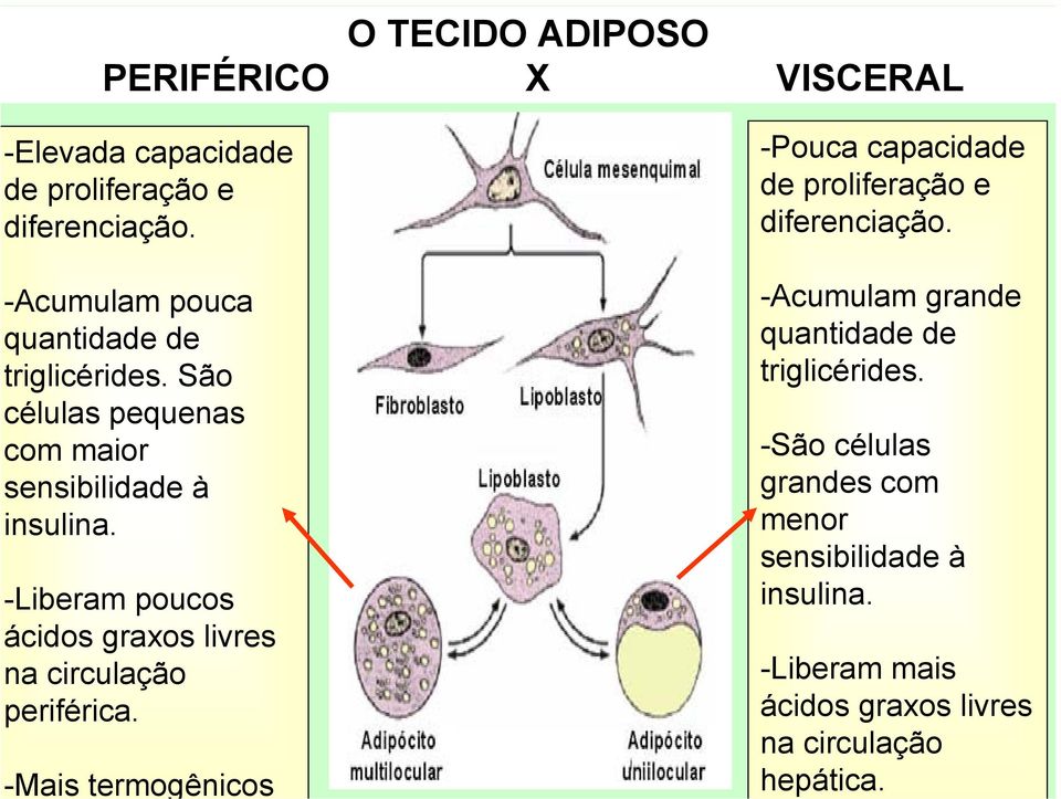 -Liberam poucos ácidos graxos livres na circulação periférica.