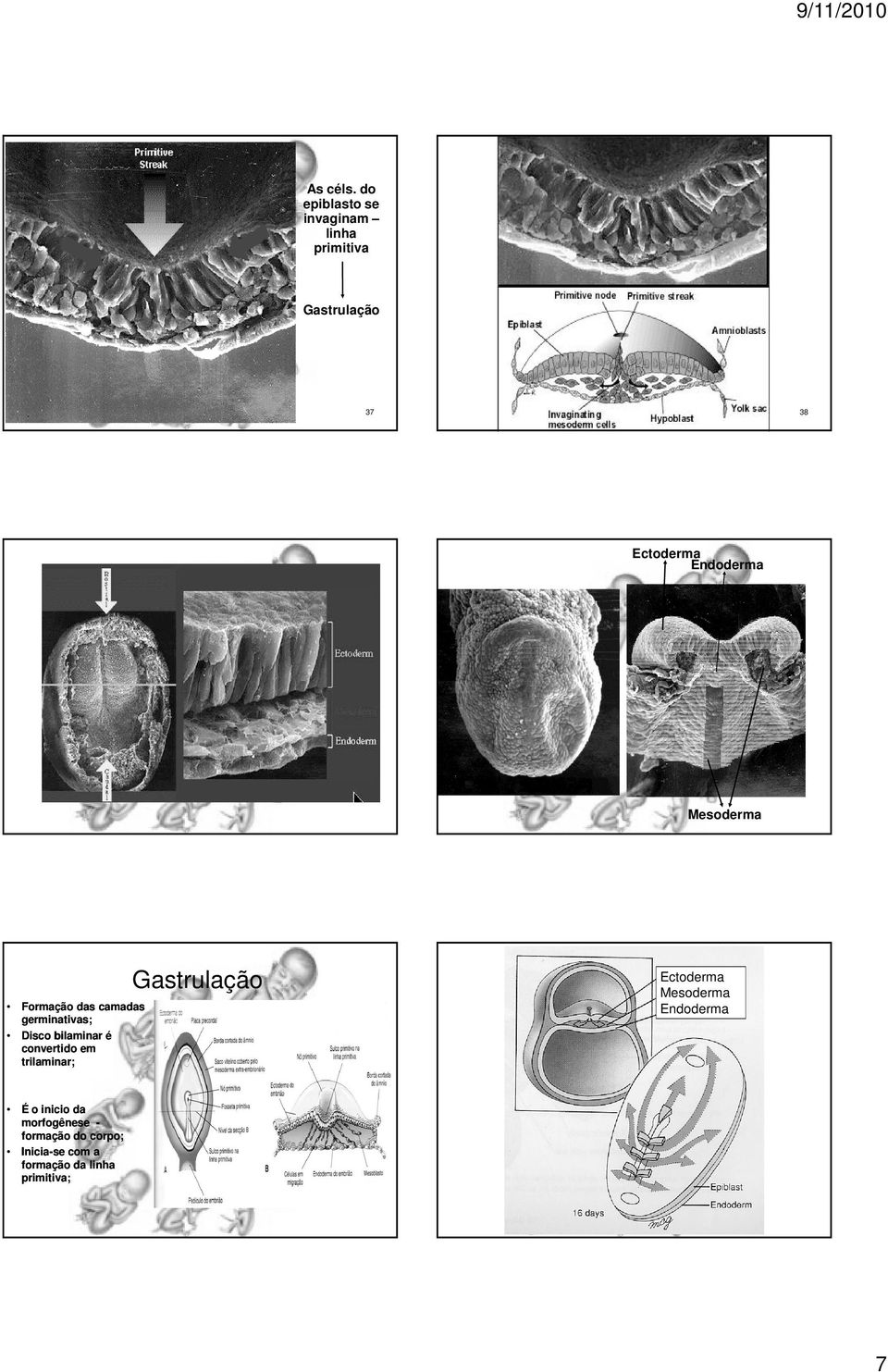 Endoderma Mesoderma Formação das camadas germinativas; Disco bilaminar é