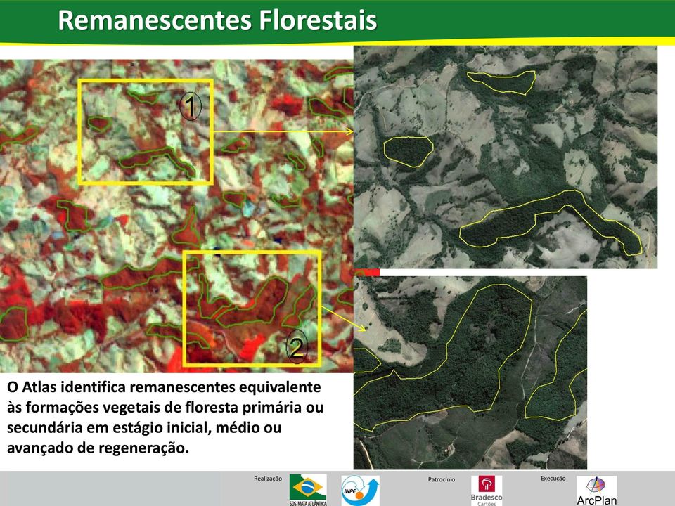 vegetais de floresta primária ou secundária