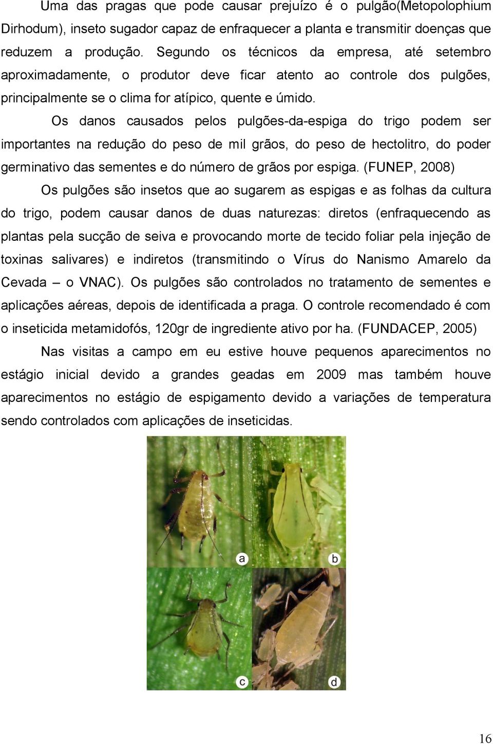 Os danos causados pelos pulgões-da-espiga do trigo podem ser importantes na redução do peso de mil grãos, do peso de hectolitro, do poder germinativo das sementes e do número de grãos por espiga.