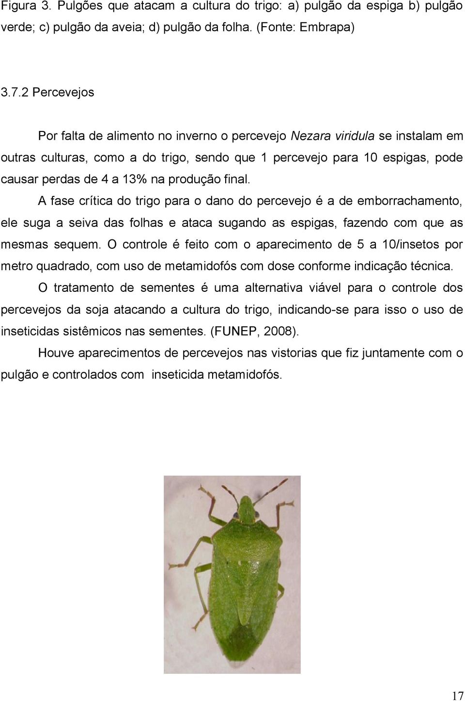 produção final. A fase crítica do trigo para o dano do percevejo é a de emborrachamento, ele suga a seiva das folhas e ataca sugando as espigas, fazendo com que as mesmas sequem.