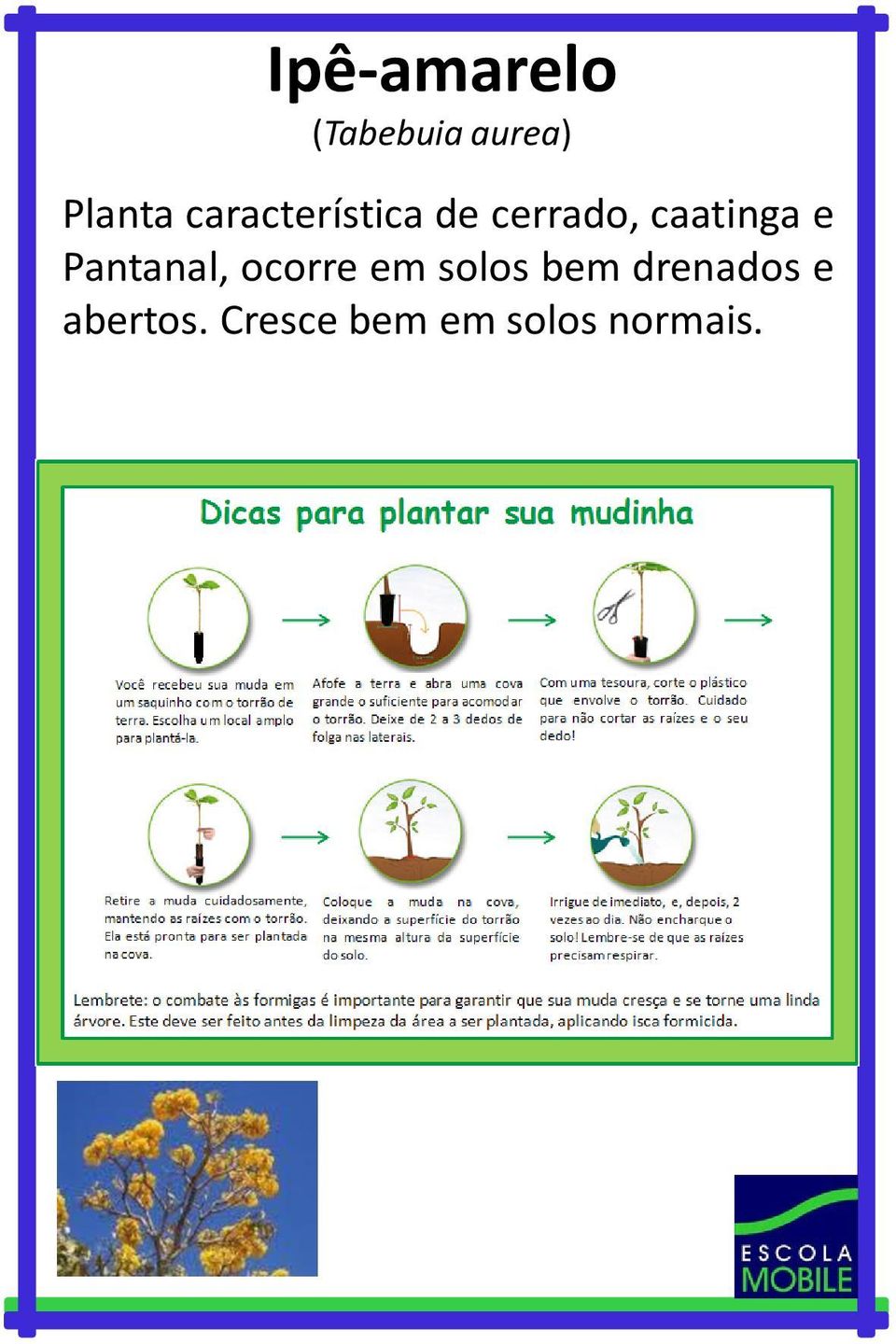 Pantanal, ocorre em solos bem