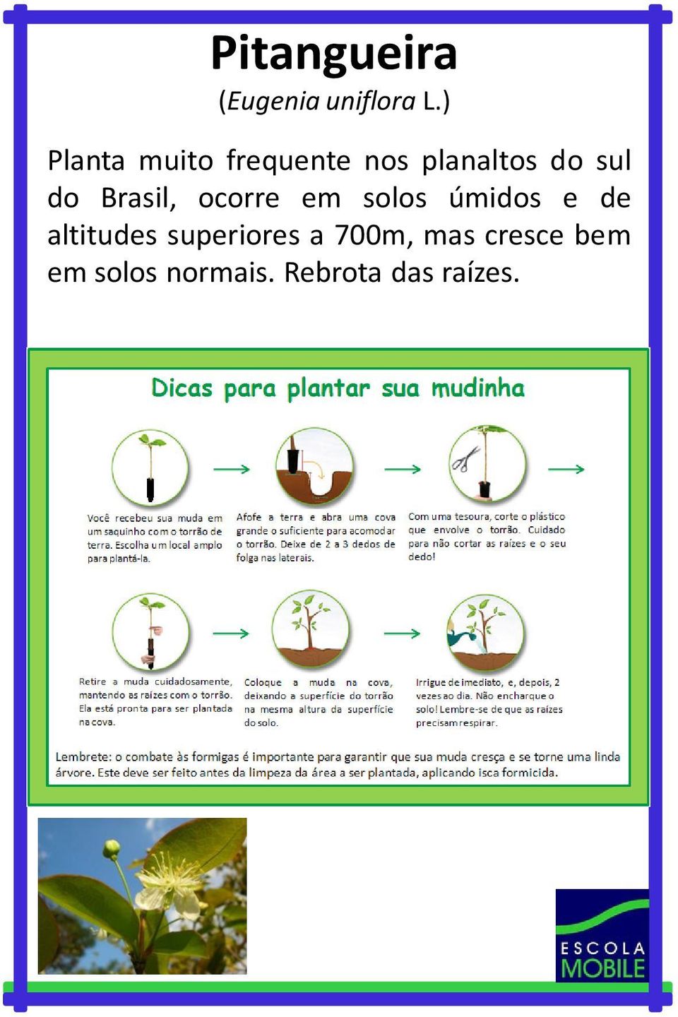 Brasil, ocorre em solos úmidos e de altitudes