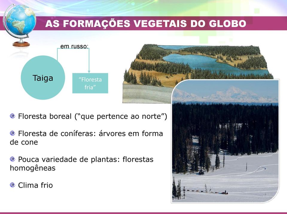 norte ) Floresta de coníferas: árvores em forma de