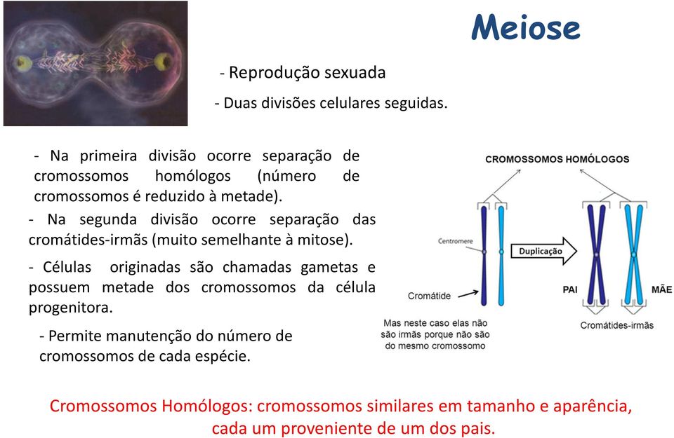 - Na segunda divisão ocorre separação das cromátides-irmãs (muito semelhante à mitose).