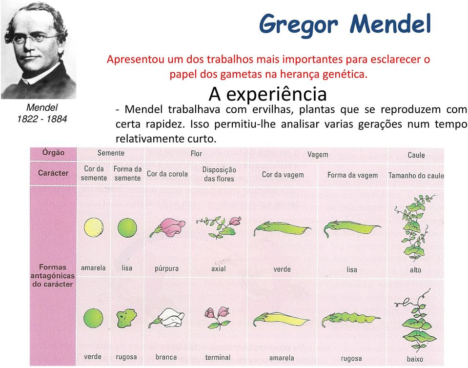 Mendel 1822-1884 A experiência - Mendel trabalhava com ervilhas, plantas