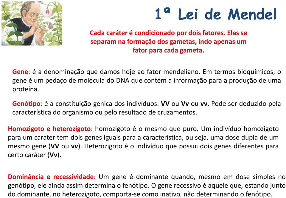 Pode ser deduzido pela característica do organismo ou pelo resultado de cruzamentos. Homozigoto e heterozigoto: homozigoto é o mesmo que puro.