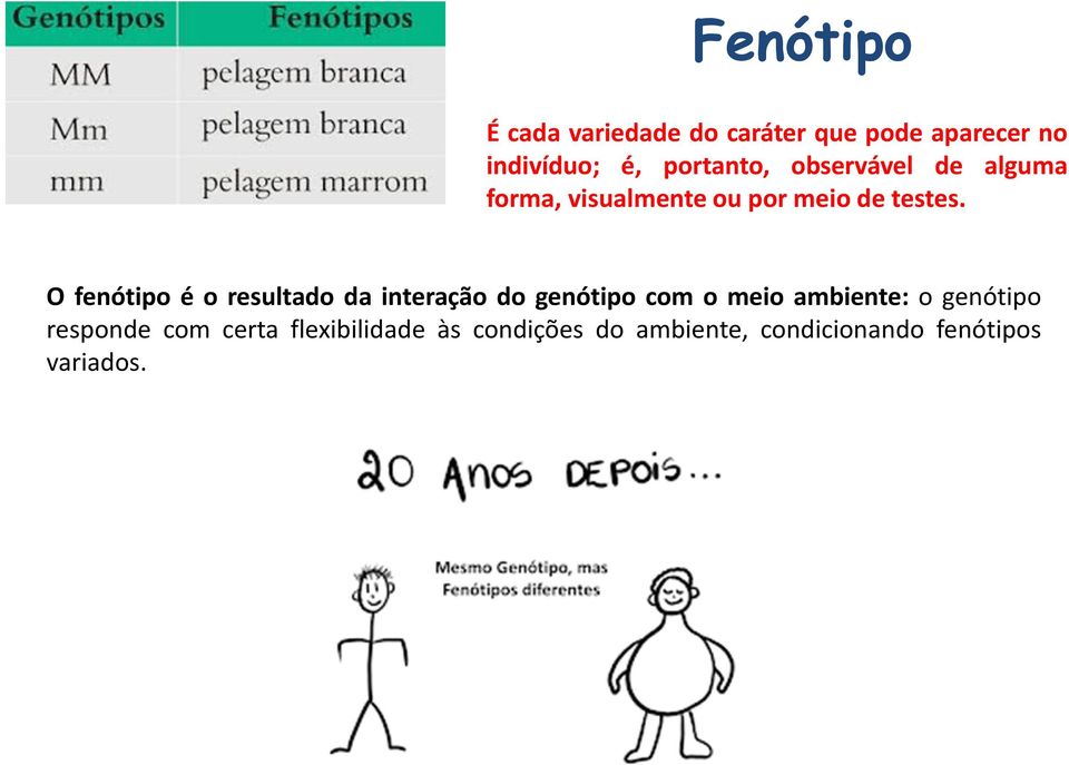 O fenótipo é o resultado da interação do genótipo com o meio ambiente: o