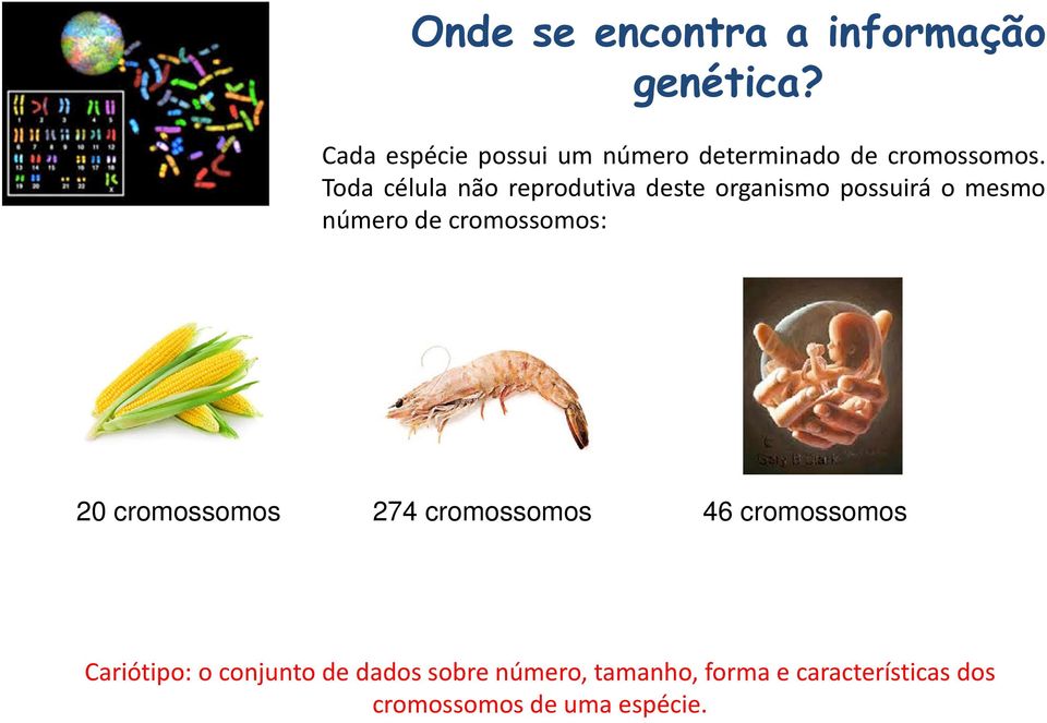 Toda célula não reprodutiva deste organismo possuirá o mesmo número de cromossomos: