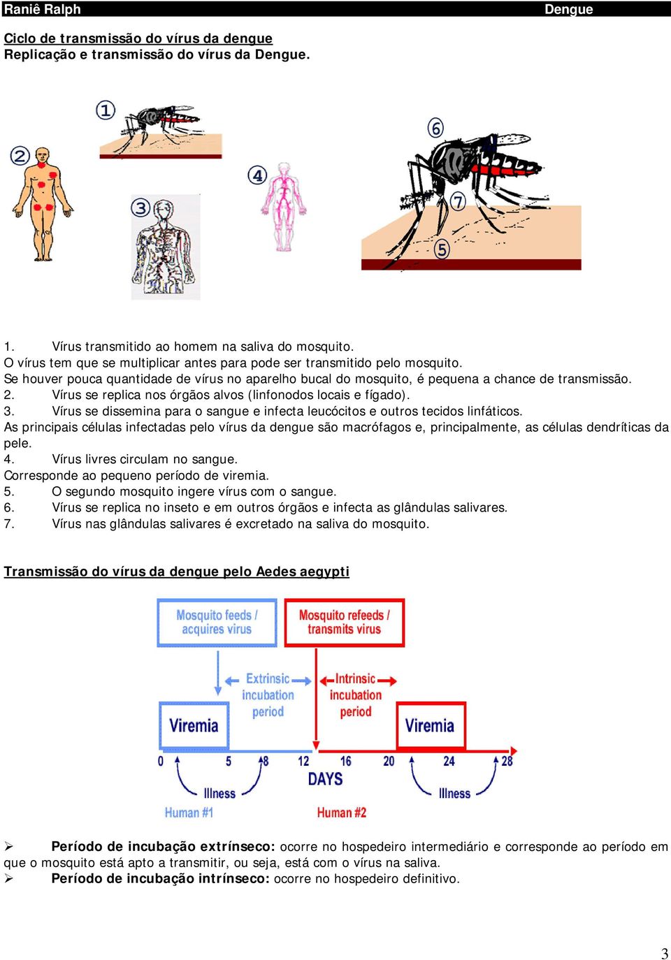 Vírus se replica nos órgãos alvos (linfonodos locais e fígado). 3. Vírus se dissemina para o sangue e infecta leucócitos e outros tecidos linfáticos.