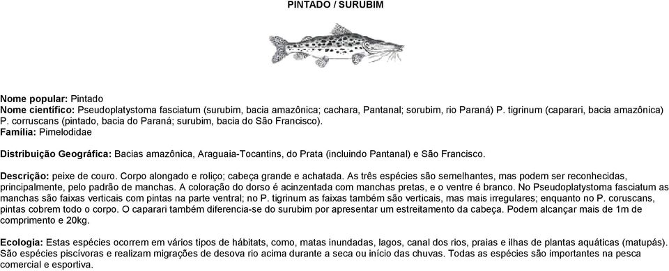 Família: Pimelodidae Distribuição Geográfica: Bacias amazônica, Araguaia-Tocantins, do Prata (incluindo Pantanal) e São Francisco. Descrição: peixe de couro.