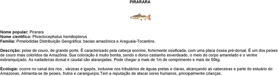 Sua coloração é muito bonita, sendo o dorso castanho esverdeado, o meio do corpo amarelado e o ventre esbranquiçado. As nadadeiras dorsal e caudal são alaranjadas.