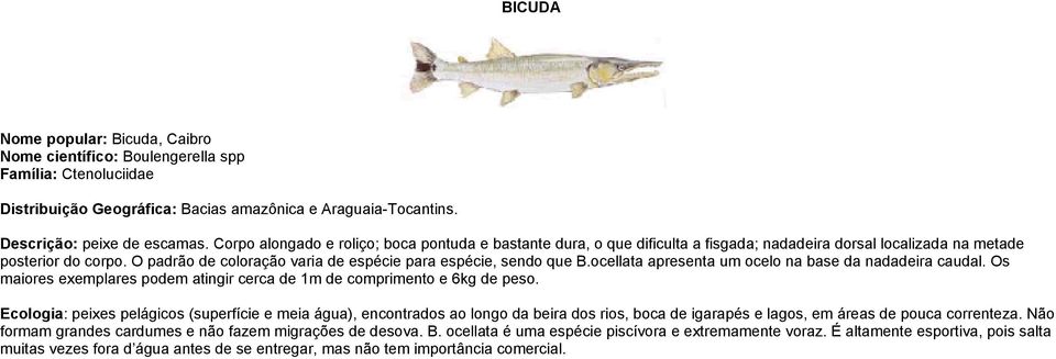 O padrão de coloração varia de espécie para espécie, sendo que B.ocellata apresenta um ocelo na base da nadadeira caudal. Os maiores exemplares podem atingir cerca de 1m de comprimento e 6kg de peso.