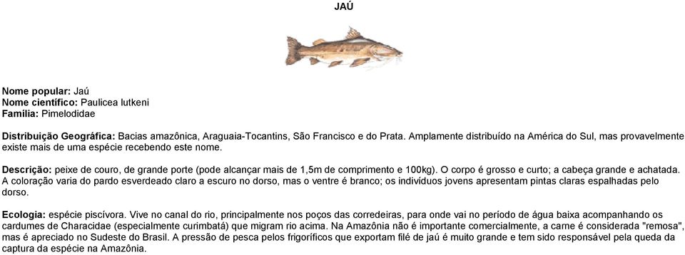 Descrição: peixe de couro, de grande porte (pode alcançar mais de 1,5m de comprimento e 100kg). O corpo é grosso e curto; a cabeça grande e achatada.