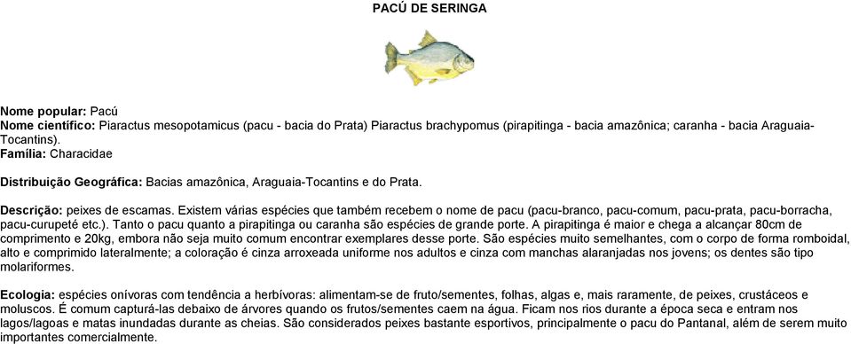 Existem várias espécies que também recebem o nome de pacu (pacu-branco, pacu-comum, pacu-prata, pacu-borracha, pacu-curupeté etc.).