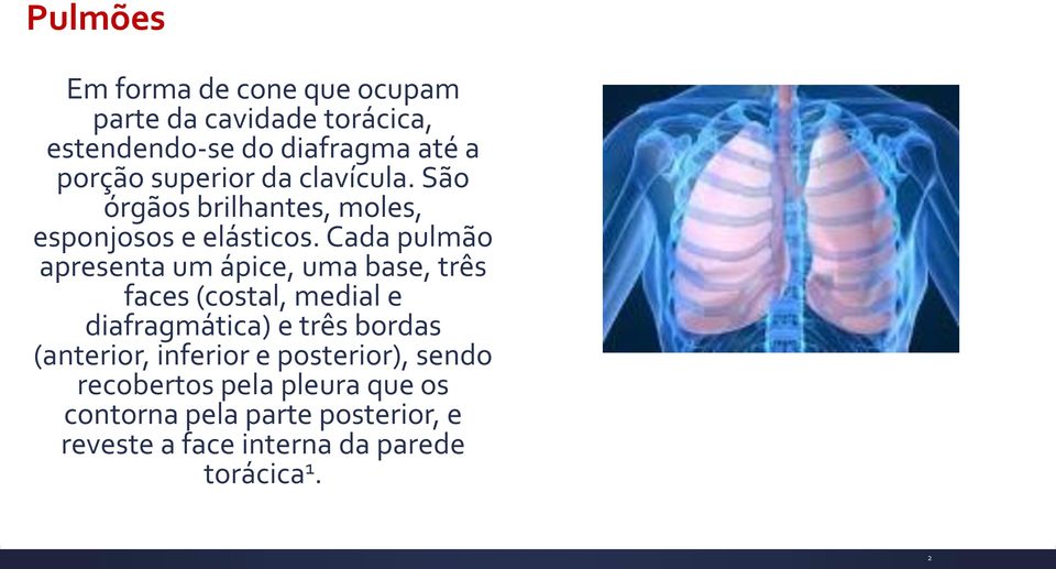 Cada pulmão apresenta um ápice, uma base, três faces (costal, medial e diafragmática) e três bordas