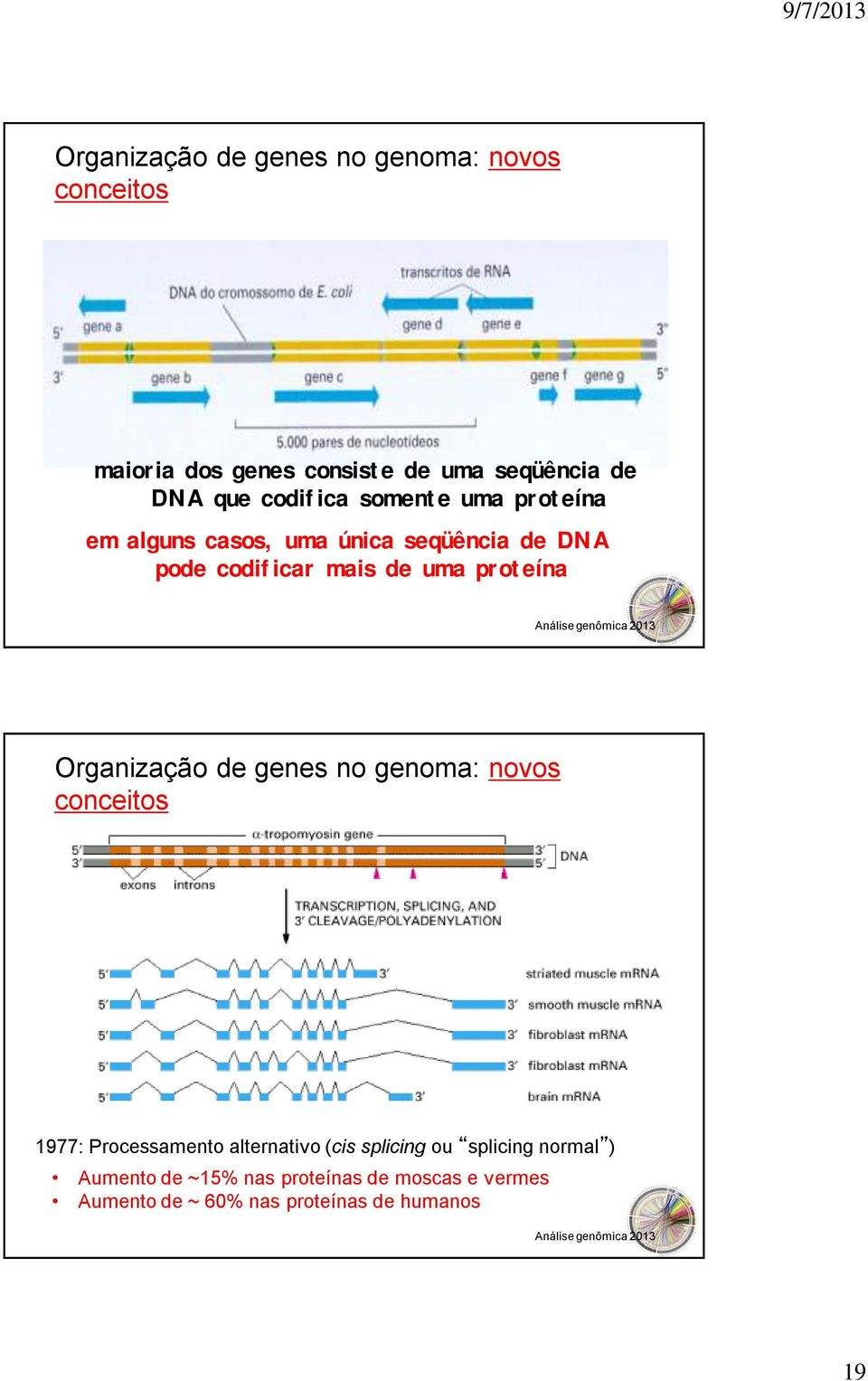 proteína Organização de genes no genoma: novos conceitos 1977: Processamento alternativo (cis splicing ou