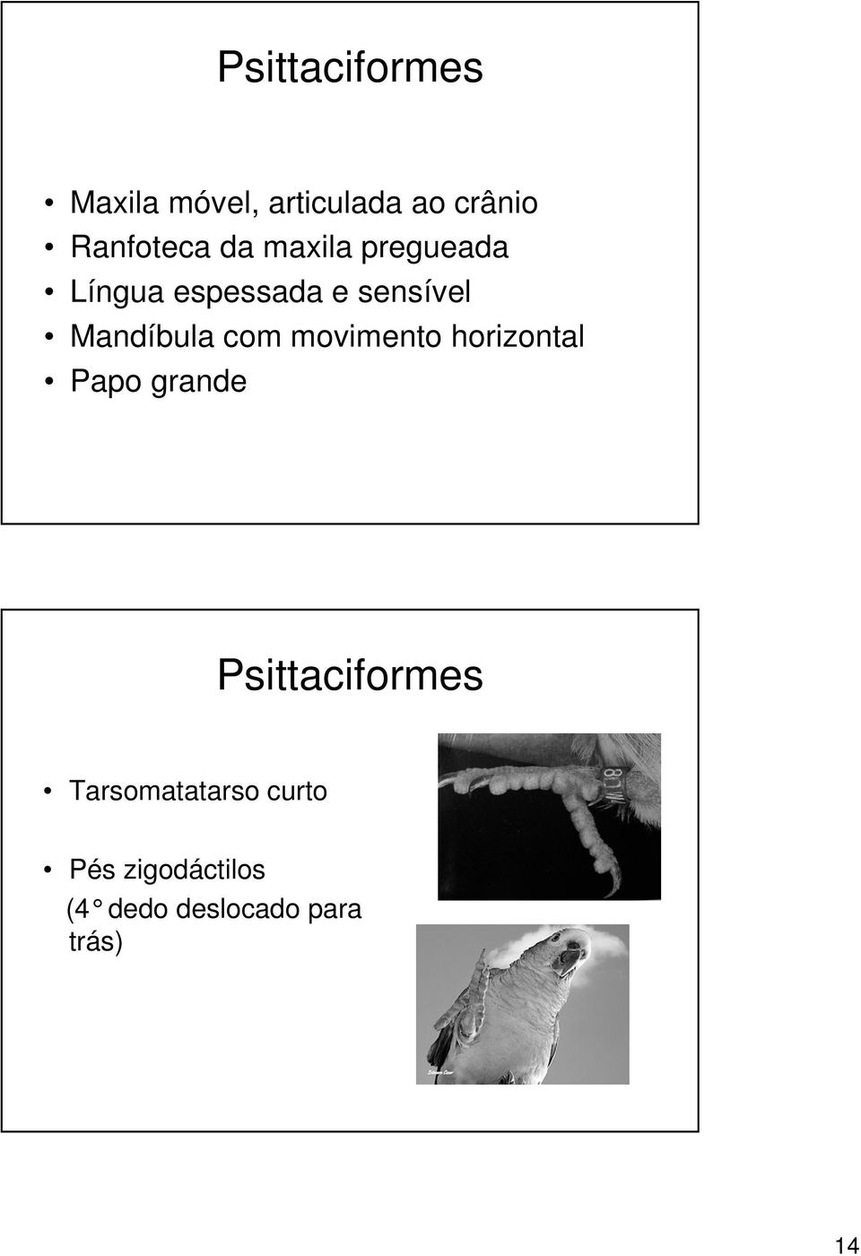 com movimento horizontal Papo grande Psittaciformes