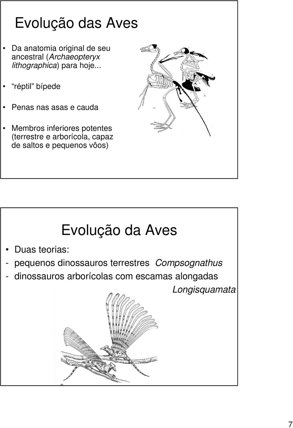 arborícola, capaz de saltos e pequenos vôos) Evolução da Aves Duas teorias: - pequenos