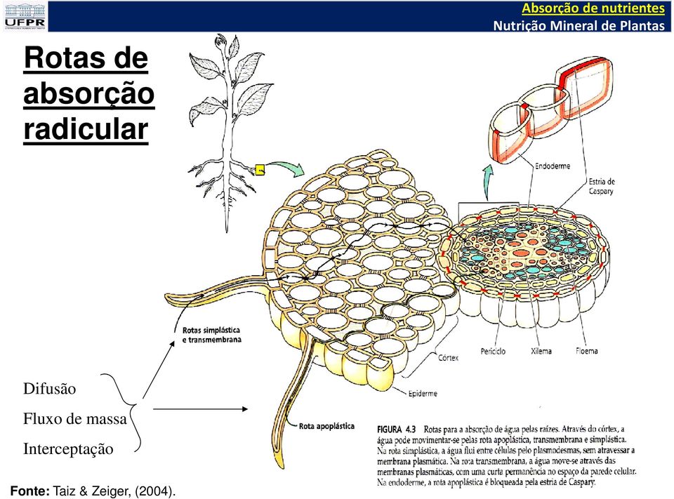 Difusão Fluxo de massa