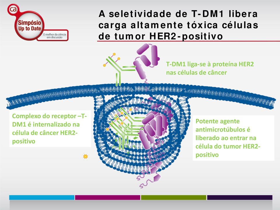 into HER2-positive na cancer célula cell de câncer HER2- positivo Potente agente antimicrotúbulos é liberado ao