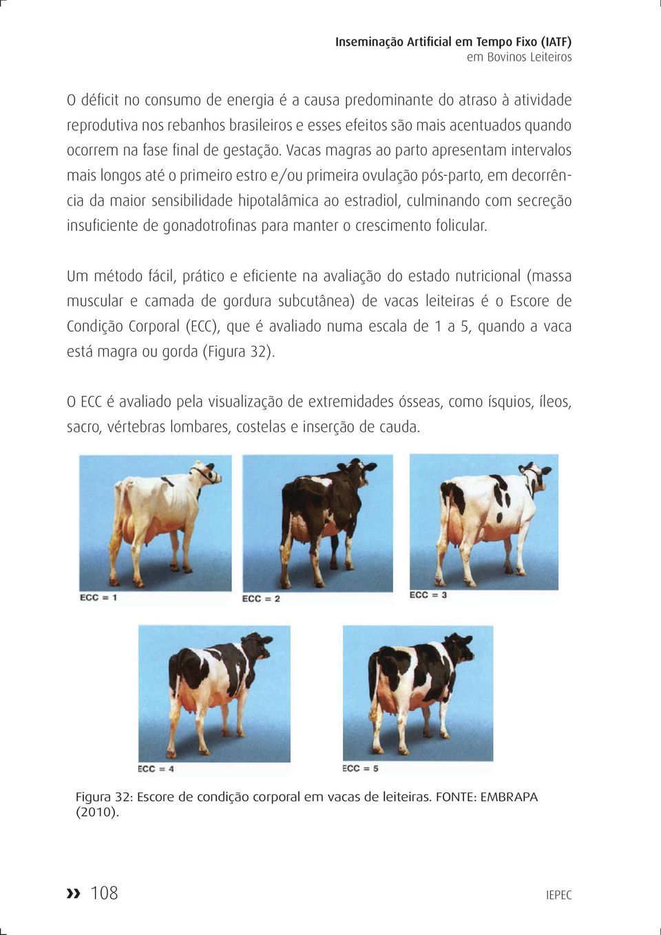 Vacas magras ao parto apresentam intervalos mais longos até o primeiro estro e/ou primeira ovulação pós-parto, em decorrência da maior sensibilidade hipotalâmica ao estradiol, culminando com secreção