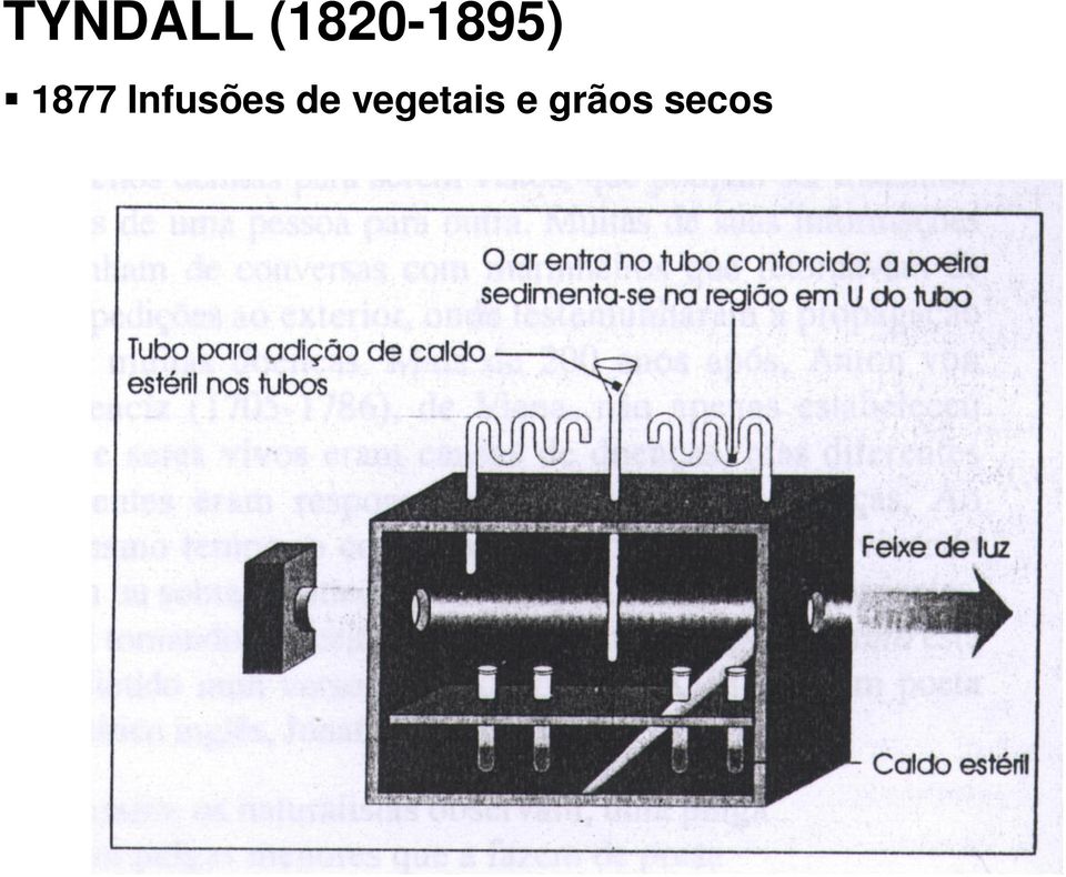 1877 Infusões