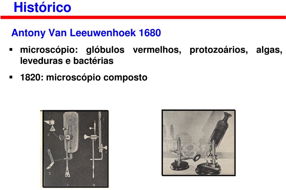 vermelhos, protozoários, algas,