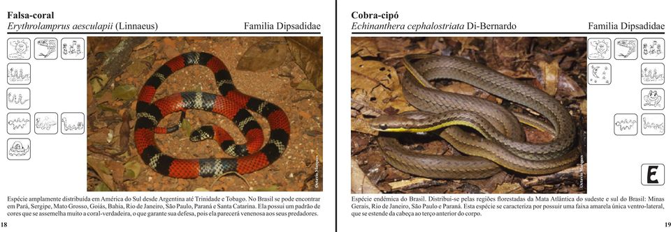 Ela possui um padrão de cores que se assemelha muito a coral-verdadeira, o que garante sua defesa, pois ela parecerá venenosa aos seus predadores. Espécie endémica do Brasil.