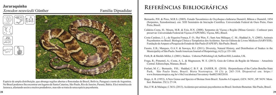 Ela é mimética de Jararaca, afastando assim a muitos predadores, mas não se trata de uma espécie peçonhenta. Bernardo, P.H. & Pires, M.R.S. (2005).