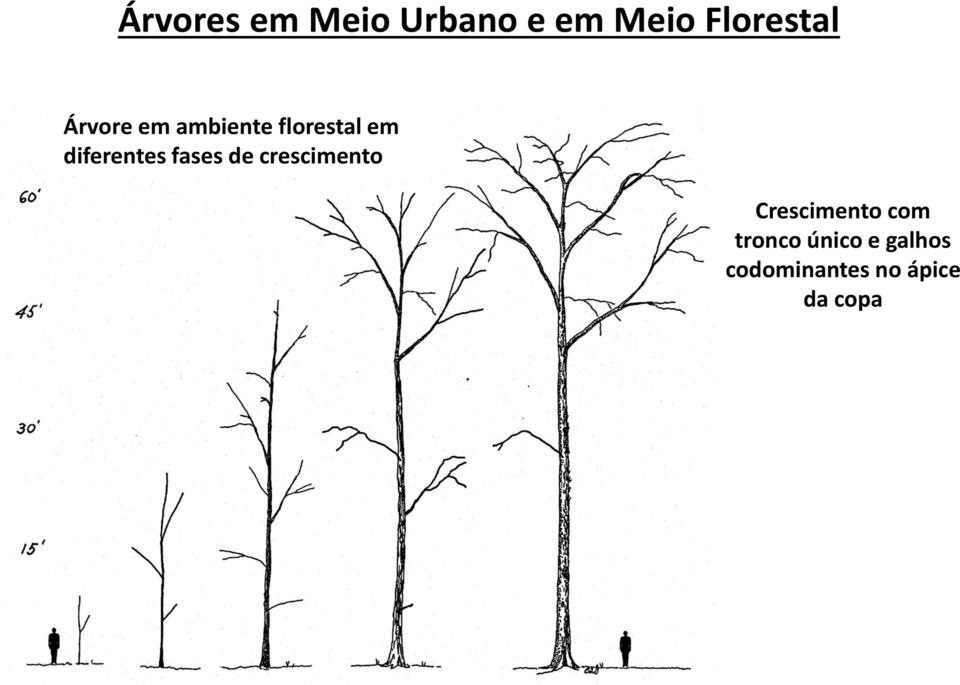 fases de crescimento Crescimento com tronco