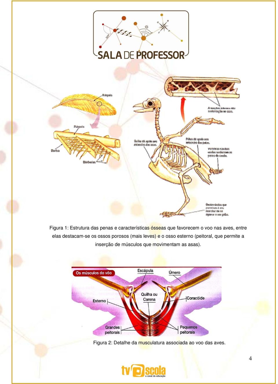 osso esterno (peitoral, que permite a inserção de músculos que