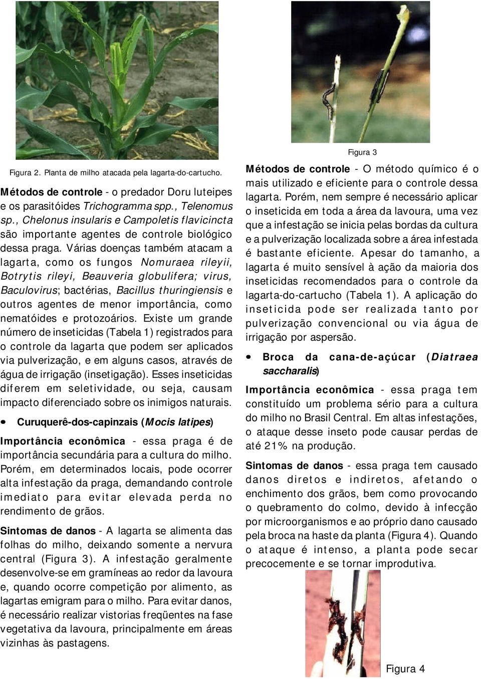 Várias doenças também atacam a lagarta, como os fungos Nomuraea rileyii, Botrytis rileyi, Beauveria globulifera; virus, Baculovirus; bactérias, Bacillus thuringiensis e outros agentes de menor